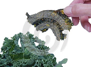 Kale Chip near fresh kale