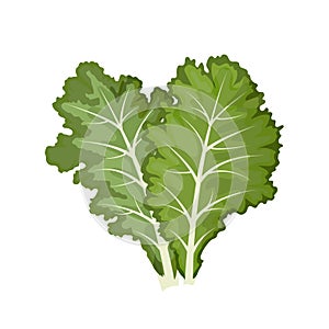 Kale, collard greens, cavolo nero. Ðœector illustration isolated on white background