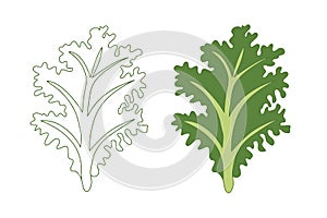 Kale is a dark green leafy vegetable. Vector illustration of collard greens in linear and flat style.