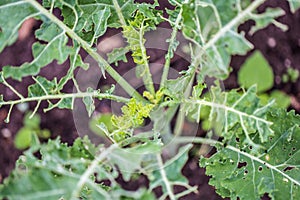 Kale eaten away by catepillar photo