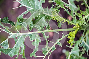 Kale eaten away by catepillar