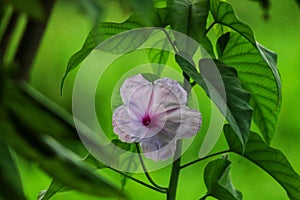 Ipomoea flower that grows wild but beautiful. photo