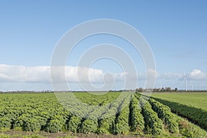 Kale field in the dutch province of flevoland