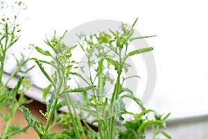 Kale flowers forming on a kale biennial, edible vegetable plant, against a cloudy white sky, with diffused light. Kale is