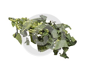 Kale fly fall mid air, green fresh vegetable chinese kale cut chop slice. Organic fresh vegetable with eaten leaf of chinese kale
