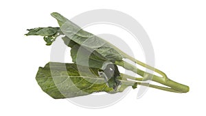 Kale fly in mid air, green fresh vegetable chinese kale falling. Organic fresh vegetable with eaten leaf of chinese kale, heap