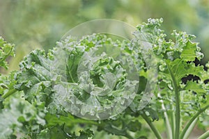 Kale green curly  plant is superfood and the Queen of food which beneficial for health and high in antioxidants. Cooking menu