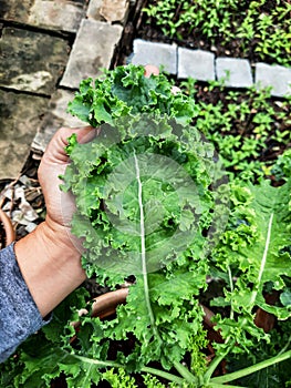 Kale green curly  plant is superfood and the Queen of food which beneficial for health and high in antioxidants. Cooking menu