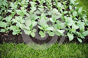 Kale at green lawn