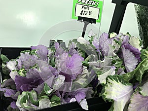 Kale green purple 1277