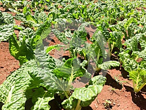 Kale growing on a farm