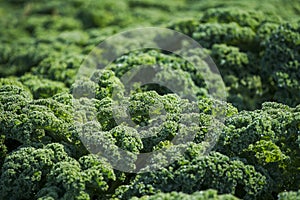 Kale is a healthy winter vegetable which grows outside on farm land. Cale grows in the garden