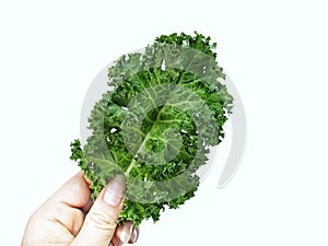 Kale isolate on white background.