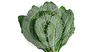 kale, italian kale, tuscan kale, lacinato,dinosure kale