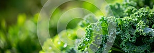 The Kale leaf cabbage on the garden bed. Close up. Copy space for text. Blurred background. Banner slider template.