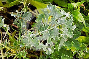 A kale leaf covered in holes caused by insects