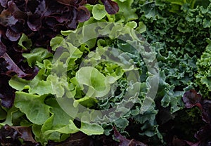 Kale leaf salad vegetable isolated on white background