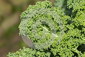 Kale leaves