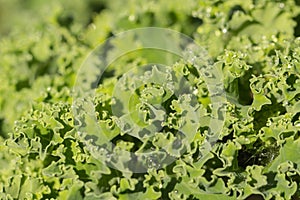 Kale leaves