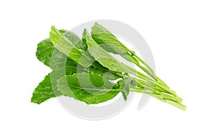 kale leaves on white background