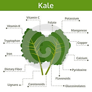 Kale nutrient of facts and health benefits, info graphic