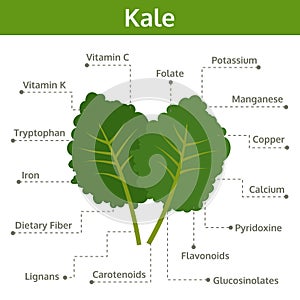 Kale nutrient of facts and health benefits, info graphic photo