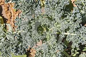 Kale plant