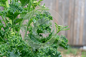 Kale plant in a garden, about to bolt with flowers, to form seeds for seed saving as a gardening lifestyle. Leafy curly Russian