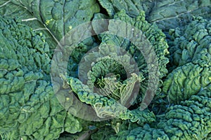 Kale plant green leaves