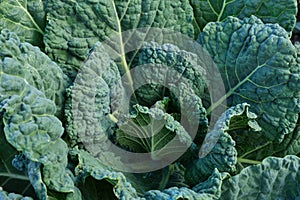 Kale plant green leaves