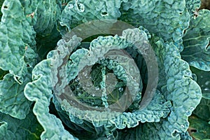 Kale plant growing