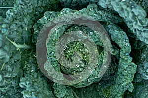 Kale plant growing