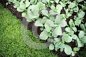 Kale on plantation