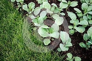 Kale on plot