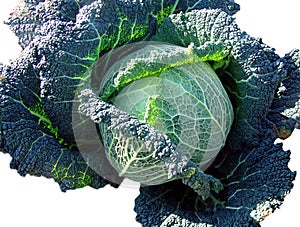 Kale - Savoy cabbage
