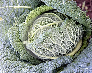 Kale - Savoy cabbage