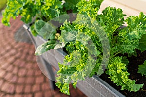 Kale and spinach in garden bed