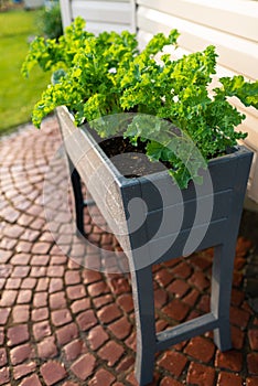 Kale and spinach in garden bed