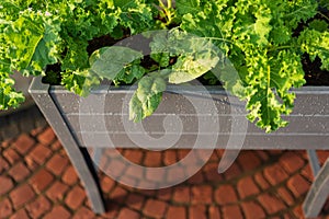 Kale and spinach in planter box