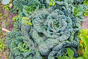 Kale super food vegetable growing in garden