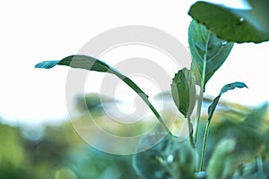 Kale and vegetable garden