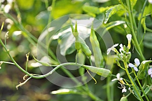 Kale Vegetable Plant Garden Flower Fruit