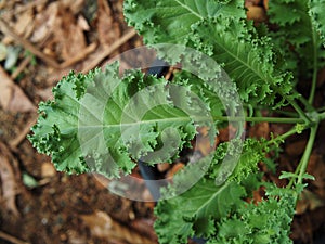 kale and vegetable in pot vegi food high vitamin and healthy food super food