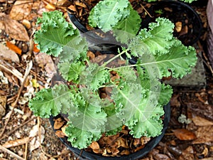 kale and vegetable in pot vegi food high vitamin and healthy food super food