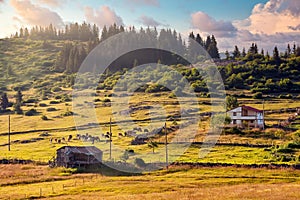 Kaleboynu highland in Ordu, Turkey and herd of cows