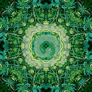 Kaleidoscope from a photo - a green pattern from hogwash umbrellas photo