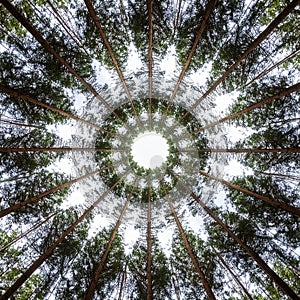 Kaleidoscope View of a Pine Forest Canopy