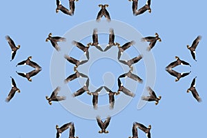 Kaleidoscopic Bald Eagle