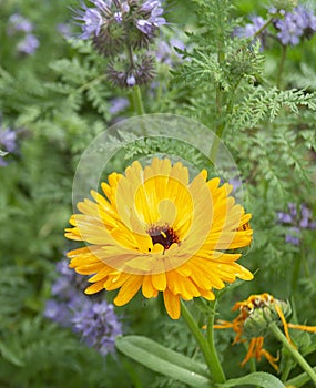 Kalendula garden on background green sheet