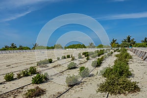 Kaleyard on the sand at the tropical island